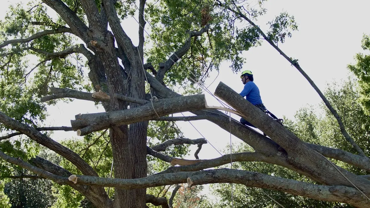 Professional Hazardous Tree Removal performed by certified arborists in Felton